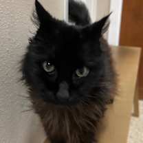 Thumbnail photo of Fritz - Sponsored by Violet & Di Drake #3