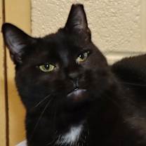 Thumbnail photo of Phoenix #1