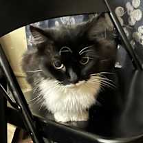 Thumbnail photo of Princess #1