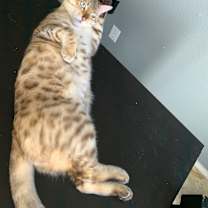 Thumbnail photo of Hank #3