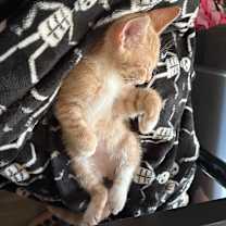 Thumbnail photo of Nugget #4