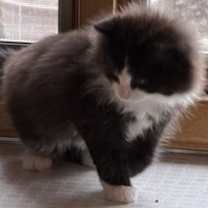 Thumbnail photo of Minnie #2