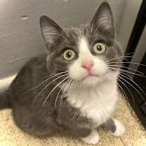 Thumbnail photo of Henrietta #1