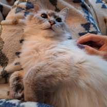 Thumbnail photo of Alice #2