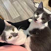 Thumbnail photo of Whisper #4