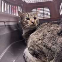 Thumbnail photo of Maynard #2