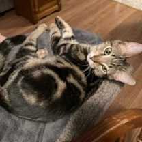 Thumbnail photo of KITTEN SAMMY #3