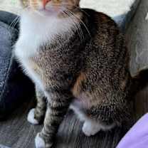 Thumbnail photo of MRS. WHISKERS #2