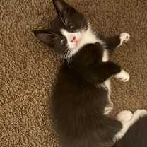 Thumbnail photo of Alfalfa #1