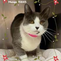 Thumbnail photo of MUNGO #1