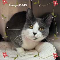 Thumbnail photo of MUNGO #3