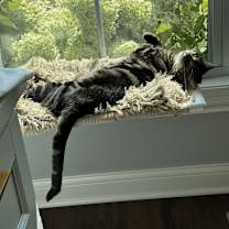 Thumbnail photo of Tibbs #2