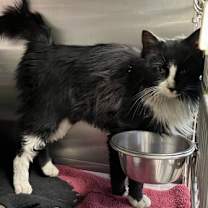 Thumbnail photo of Goomba #3