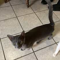 Thumbnail photo of Ophelia and Persephone #2