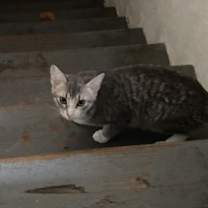 Thumbnail photo of Ophelia and Persephone #3