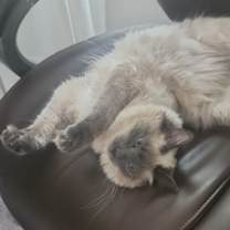 Thumbnail photo of Luna #4