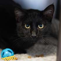 Thumbnail photo of Midnight #3