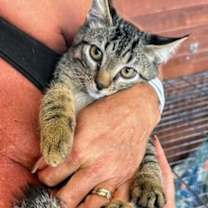 Thumbnail photo of Raider #2