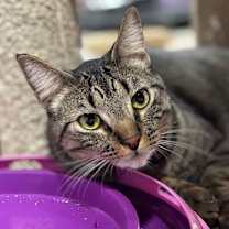 Thumbnail photo of Raider #1