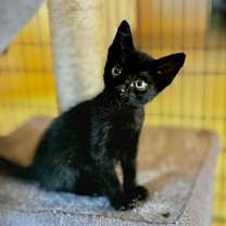 Thumbnail photo of Binx #2