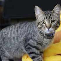 Thumbnail photo of Ziggy #1