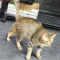 Thumbnail photo of Ziggy #4