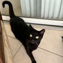 Thumbnail photo of Onyx #2