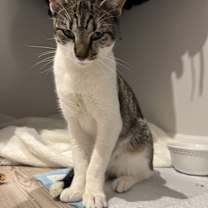 Thumbnail photo of Pumpkin #1