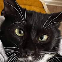 Thumbnail photo of Ashura #1