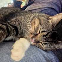 Thumbnail photo of None #4