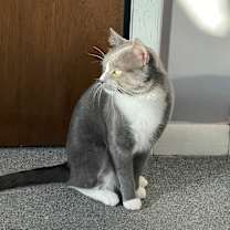 Thumbnail photo of Greyson #4