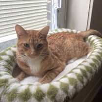 Thumbnail photo of Nugget #1