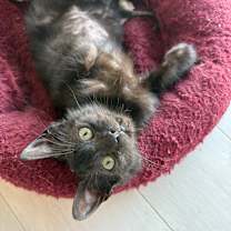 Thumbnail photo of Saint Nick #4