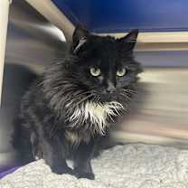 Thumbnail photo of Cookie  #1