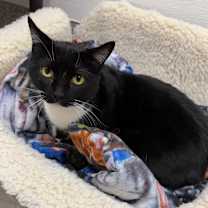 Thumbnail photo of Tekla #1