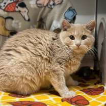 Thumbnail photo of Cream #4