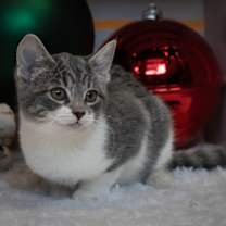 Thumbnail photo of Hershey #1