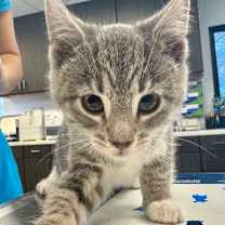 Thumbnail photo of Hershey #2