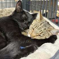 Thumbnail photo of Noelle & Kringle #4