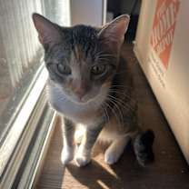 Thumbnail photo of Kofte #3