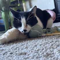 Thumbnail photo of Mishu #1