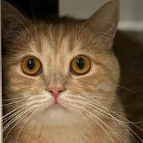 Thumbnail photo of Tigger #1