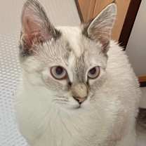 Thumbnail photo of Chelsea #1