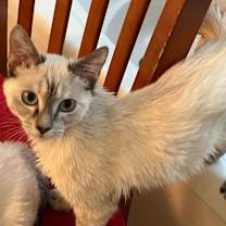 Thumbnail photo of Chelsea #2