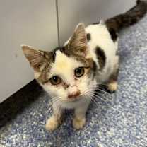 Thumbnail photo of Oliver #2