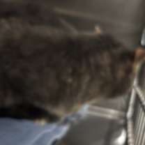 Thumbnail photo of Luca #2