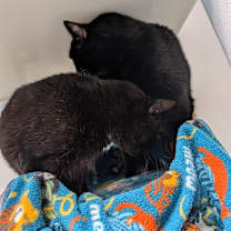 Thumbnail photo of Willie #4