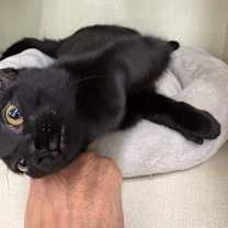 Thumbnail photo of Minivan #4