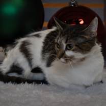 Thumbnail photo of Hailey #4