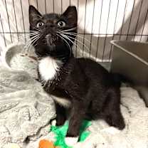 Thumbnail photo of Howl Jenkins Pendragon #1